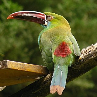 <span class="mw-page-title-main">Crimson-rumped toucanet</span> Species of bird