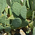 * Nomination Cactus (Cactaceae x cultivar) in a garden, France. --JLPC 18:22, 6 February 2014 (UTC) * Promotion Good quality. --Óðinn 19:10, 6 February 2014 (UTC)