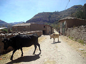 Calle de tierra con vacas en Sondondo.JPG