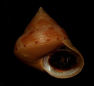 <i>Calliostoma unicum</i> Species of gastropod