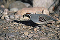 Gambel's Quail on the ground among the rocks