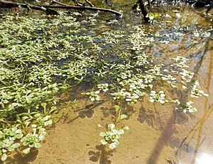 Callitriche heterophylla.jpg