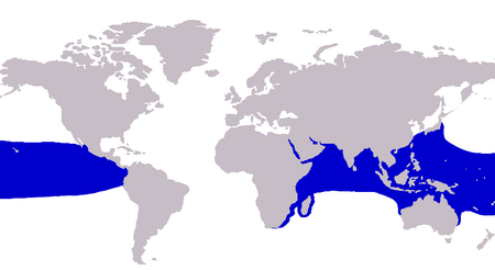 Caranx melampygus distribution.png