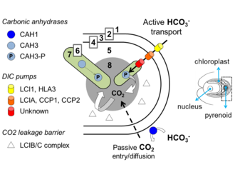 Photosynthèse: Histoire, Vue générale, Organites et membranes de la photosynthèse