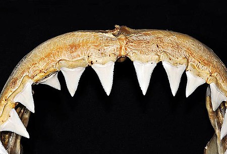Tập_tin:Carcharodon_carcharias_upper_teeth.jpg