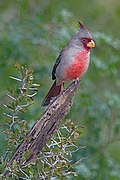 Un cardinal pyrrhuloxina, au Texas