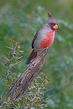 Cardinalis sinuatus.jpg