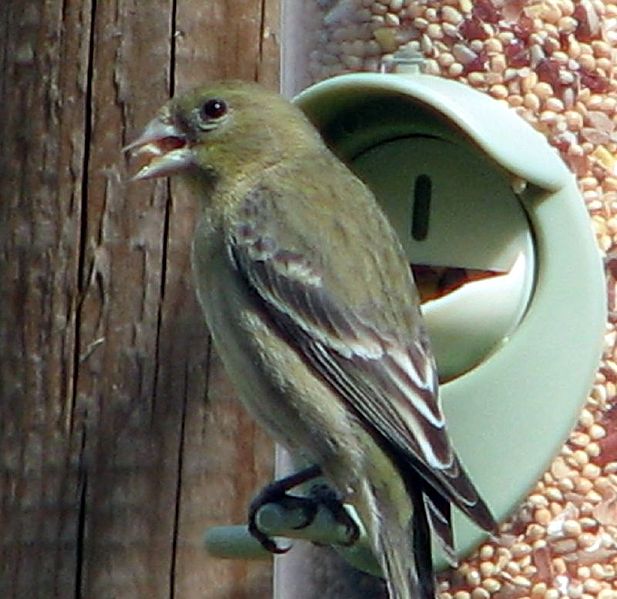 File:Carduelis psaltria F1.jpg