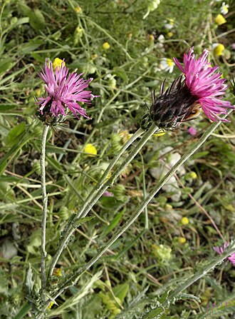 Carduus argentatus inflorescences Carduus argentatus.JPG