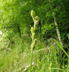 Carex alata.jpg