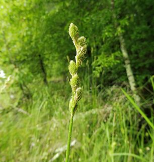 <i>Carex alata</i> Species of grass-like plant