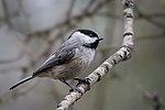 Thumbnail for File:Carolina Chickadee (13018094945).jpg