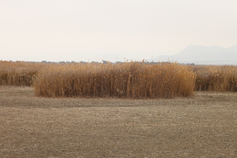 File:Carrizo en las Tablas de Daimiel.tif