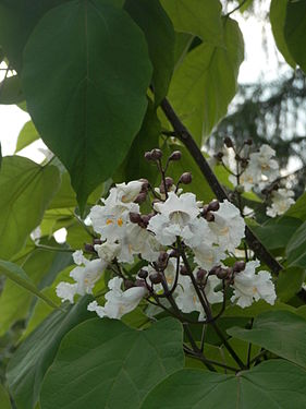 Catalpa sp.