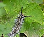 Caterpiller on Leaf