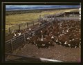 Cattle in corral waiting to be weighed before being trailed to railroad, Beaverhead County, Montana LCCN2017878801.tif