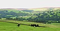 Cattle on the hillside - geograph.org.uk - 956620.jpg