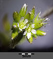 Inflorescence