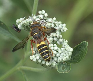 <i>Cerceris bicornuta</i> Species of wasp