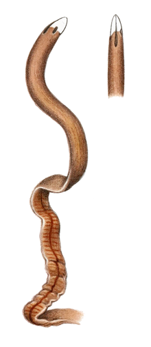 Cerebratulus albifrons.png