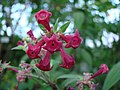 Cestrum elegans Schlechter