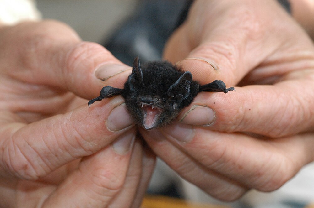 The average litter size of a Large-eared pied bat is 1