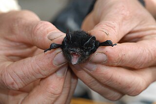 Large-eared pied bat species of mammal