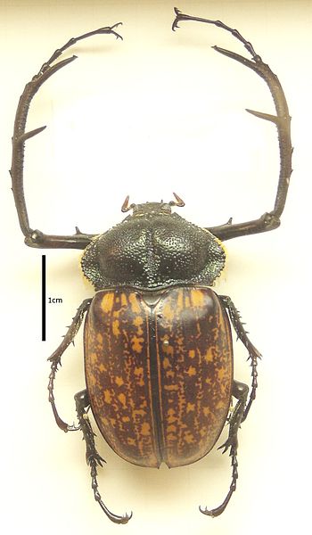 File:Cheirotonus.macleayi.jpg