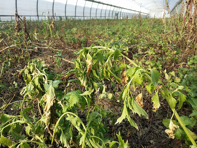 File:Chenopodium murale sl90.jpg