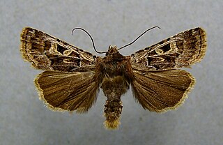 <i>Chersotis ocellina</i> Species of moth