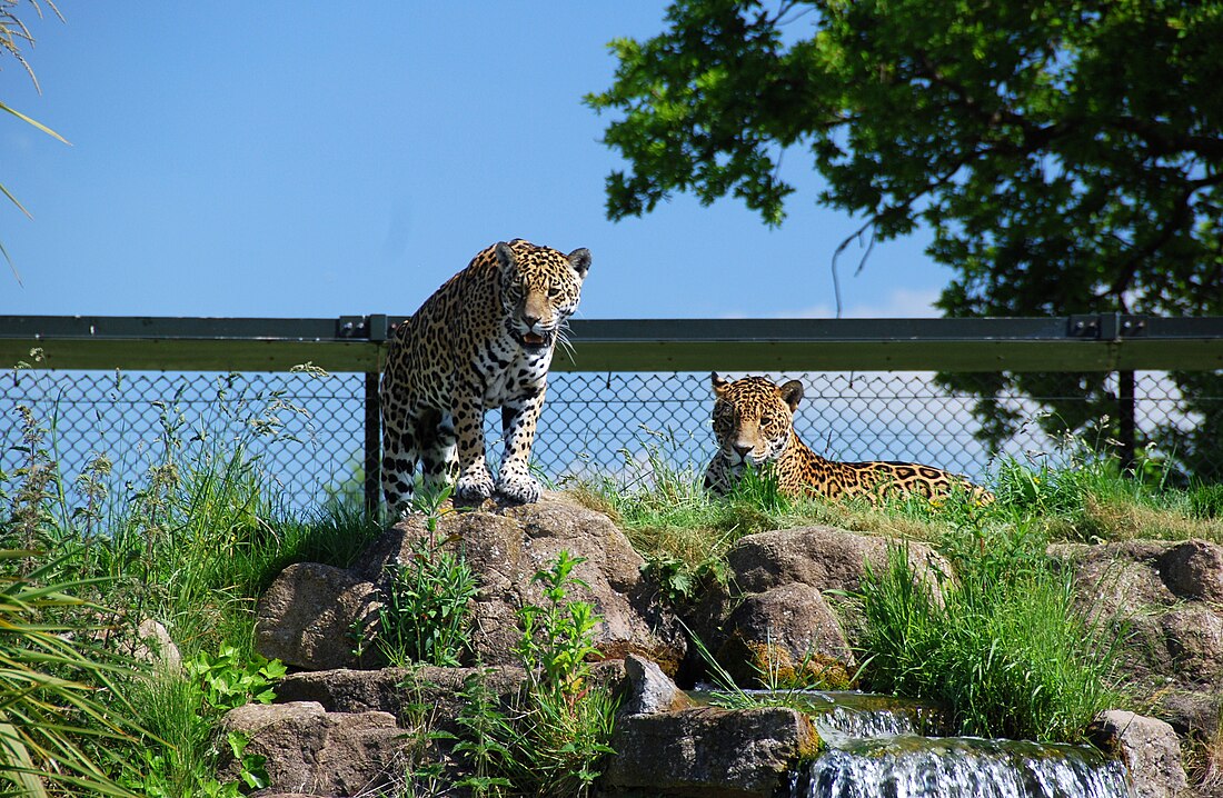 File:ChesterZooJaguars.JPG