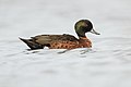 Chestnut Teal, Gould's Lagoon, Tasmania, Australia