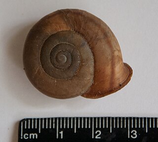 <i>Chilostoma planospira</i> Species of gastropod