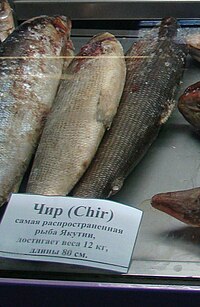 Frozen broad whitefish Chir fish.JPG