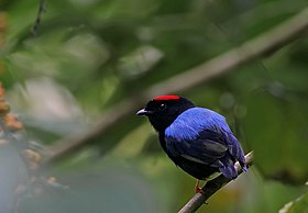 Fotografia de um tangará-falso (Chiroxiphia pareola; subespécie Chiroxiphia pareola atlantica) macho, em Tobago, Trindade e Tobago.