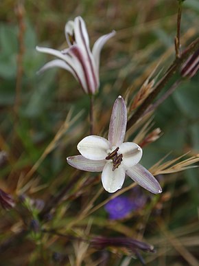 Chlorogalumpomeridianum.jpg resminin açıklaması.