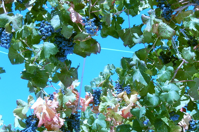 File:Chorwacja, winorośla w Gornij Okrog na wyspie Ciovo.JPG