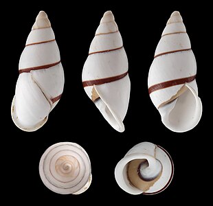 Shell of a Philippine landsnail, Chrysallis virgata porracea