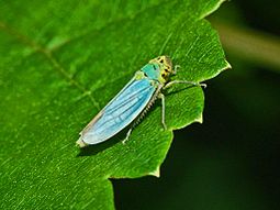 Cicadellidae- Cicadella viridis
