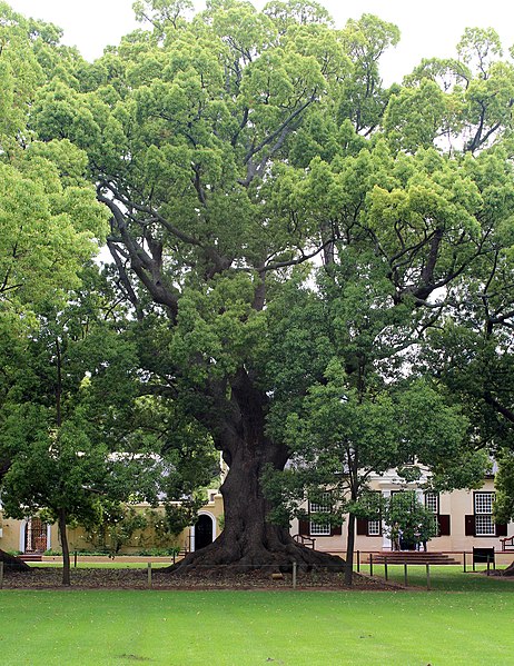 File:Cinnamomum camphora Vergelegen.jpg