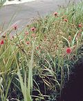 Miniatura para Cirsium andrewsii