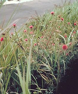 <i>Cirsium andrewsii</i>