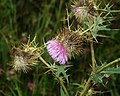 Cirsium caucasicum