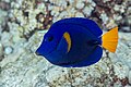 * Nomination Purple tang (Zebrasoma xanthurum), Red Sea, Egypt --Poco a poco 06:18, 30 August 2023 (UTC) * Promotion Good quality. --Peulle 06:21, 30 August 2023 (UTC)