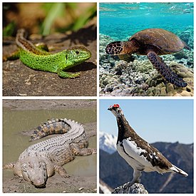 Сверху: прыткая ящерица (лепидозавры), зелёная черепаха (черепахи); Снизу: гребнистый крокодил (крокодилы), тундряная куропатка (птицы).