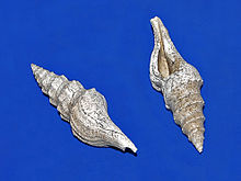 Clavatulidae - Turricula dimidiata.JPG