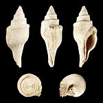 Multiple views of a fossilized shell of the Paleocene-Pliocene spindle sea snail Clavilithes Clavilithes noae 01.JPG