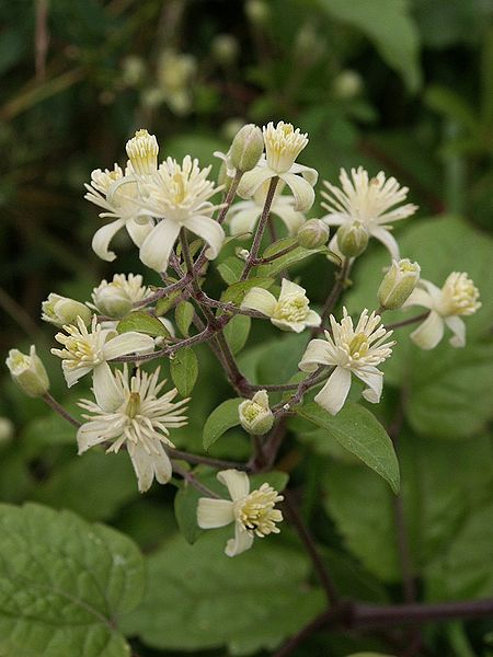 Soubor:Clematis vitalba flowers 230702.jpg