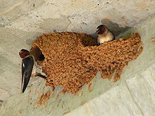 Image result for swallow nest