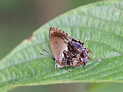 Close wing basking position of Mota massyla (Hewitson,1869) – Saffron (Male).jpg